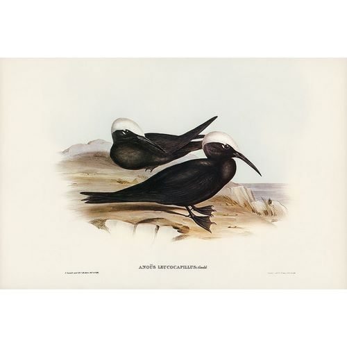 Gould, John 작가의 White-capped Tern-Anous leucocapillus 작품
