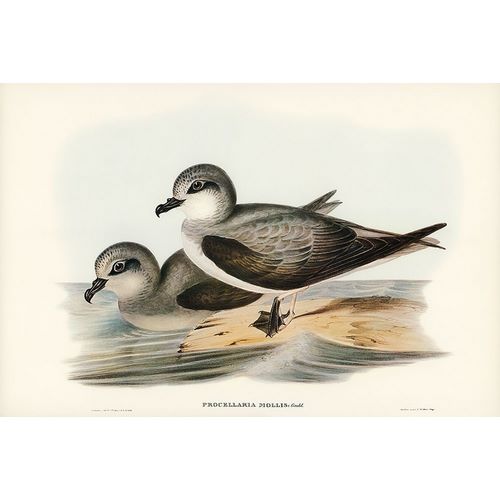 Gould, John 작가의 Soft-plumaged Petrel-Procellaria mollis 작품