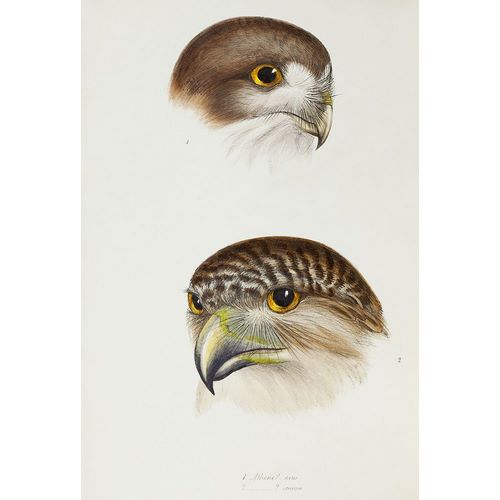 Gould, John 작가의 Boobook-Athene fortis and Powerful owl-Athene strenua 작품
