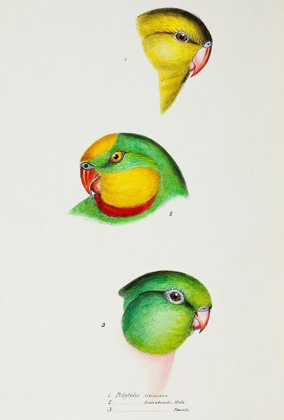 Gould, John 작가의 Regent Parrot and Superb parrot 작품