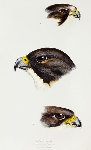 Gould, John 작가의 White fronted falcon-Black-cheeked falcon and New Zealand Falcon 작품