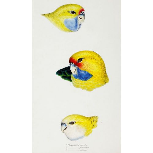 Gould, John 작가의 Yellow Rosella-Yellow-bellied Parrakeet and Pale-headed Rosella 작품