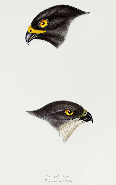 Gould, John 작가의 Black sparrow hawk and Collared sparrow Hawk 작품
