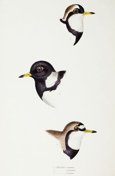 Gould, John 작가의 Black-fronted dotterel-Lesser sand-plover and Double-banded plover 작품