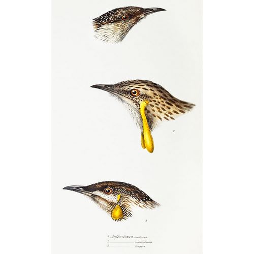 Gould, John 작가의 Wattle bird-Red wattlebird and Western wattlebird 작품