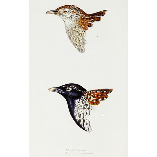 Gould, John 작가의 Buttonquail and Black-breasted buttonquail 작품