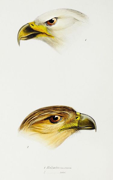 Gould, John 작가의 White-breasted sea-eagle and Little eagle 작품