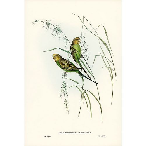 Gould, John 작가의 Warbling Grass-Parakeet-Melopsittacus undulatus 작품