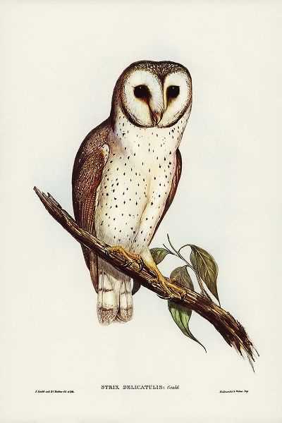 Gould, John 작가의 Delicate Owl-Strix delicatulus 작품