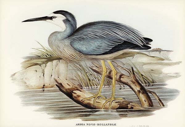 Gould, John 작가의 White-fronted Heron-Ardea Novae-Hollandiae 작품