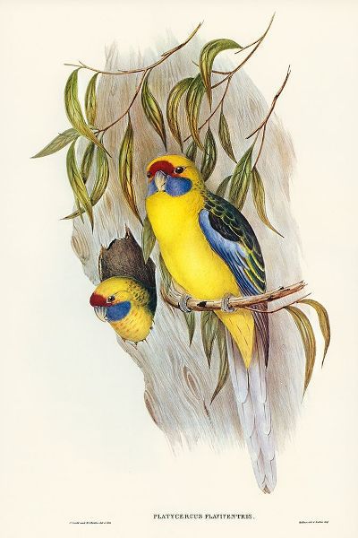 Gould, John 작가의 Yellow-bellied Parakeet-Platycercus flaviventris 작품