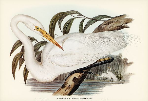 Gould, John 작가의 Australian Egret-Hrodias syrmatophorus 작품