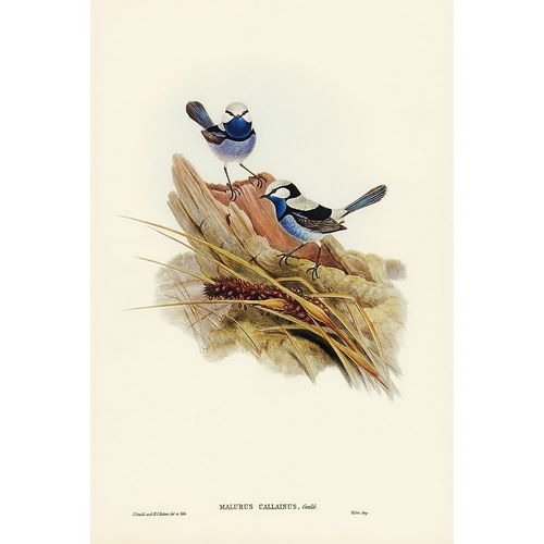 Gould, John 작가의 Turquoisine Superb Warbler-Malurus callainus 작품