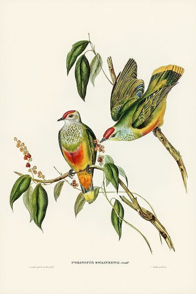 Gould, John 작가의 Swainsons Fruit Pigeon-Ptilinopus Swainsonii 작품