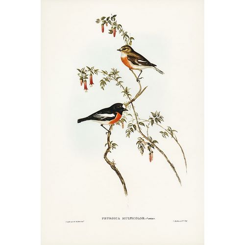 Gould, John 작가의 Scarlet-breasted Robin-Petroica multicolor 작품