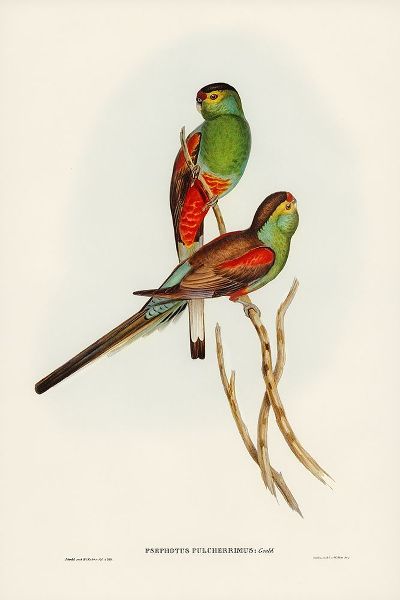 Gould, John 작가의 Beautiful Parakeet-Psephotus pulcherrimus 작품