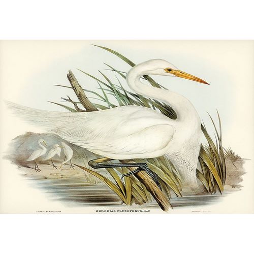 Gould, John 작가의 Plumed Egret-Herodias plumiferus 작품