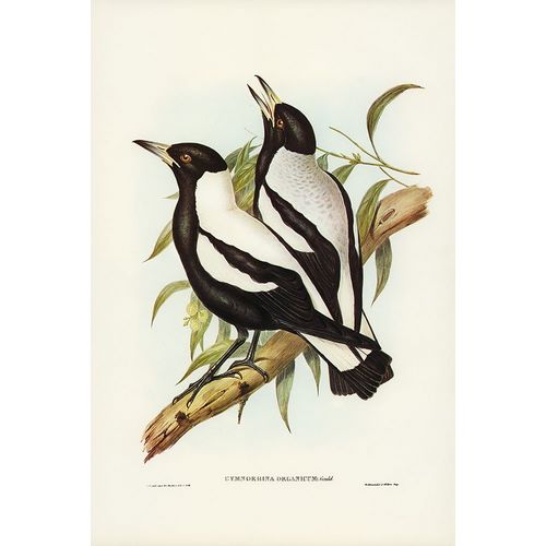 Gould, John 작가의 Tasmanian Crow-Shrike-Gymnorhina organicum 작품