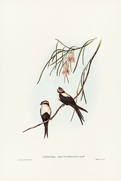 Gould, John 작가의 White-breasted Swallow-Atticora leucosternon 작품