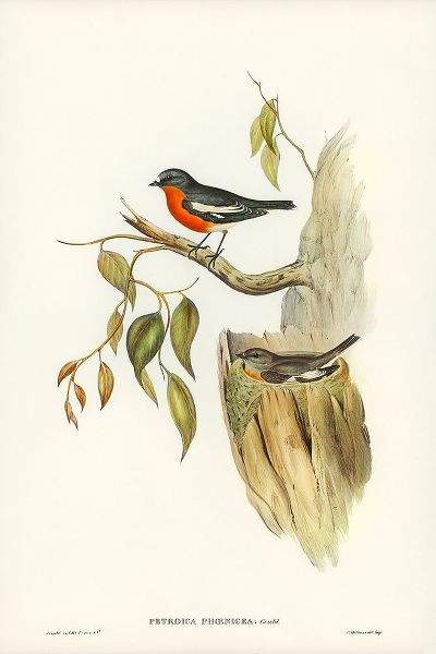 Gould, John 작가의 Flame-breasted Robin-Petroica phoenicea 작품