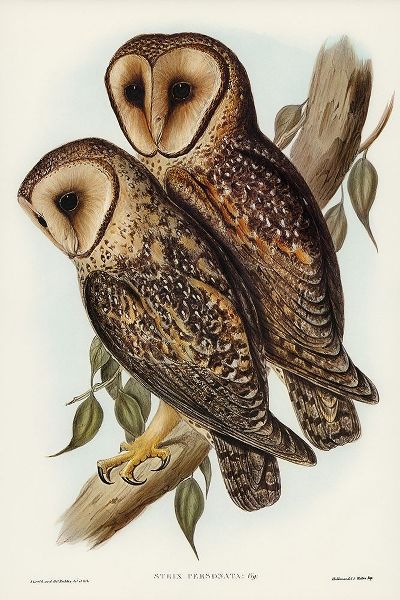 Gould, John 작가의 Masked Barn Owl-Strix Personata 작품