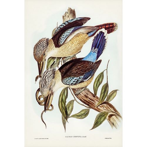 Gould, John 작가의 Fawn-breasted Kingfisher-Dacelo corvina 작품