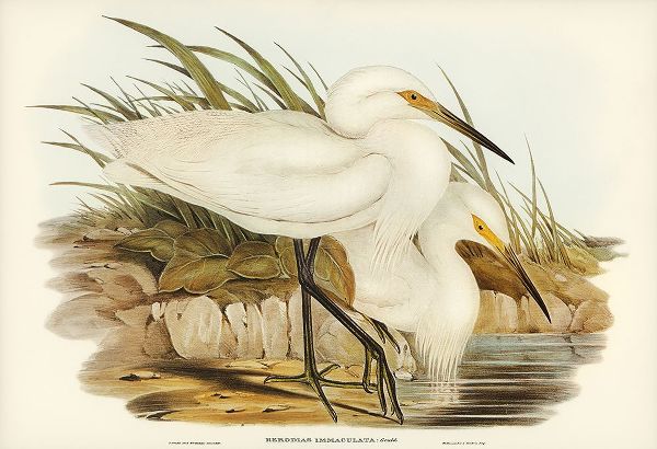 Gould, John 작가의 Spotless Egret-Herodias immaculata 작품