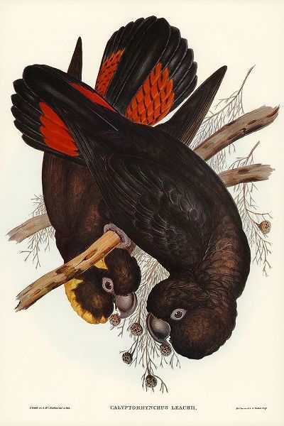 Gould, John 작가의 Leachs Cockatoo-Calyptorhynchus Leachii 작품