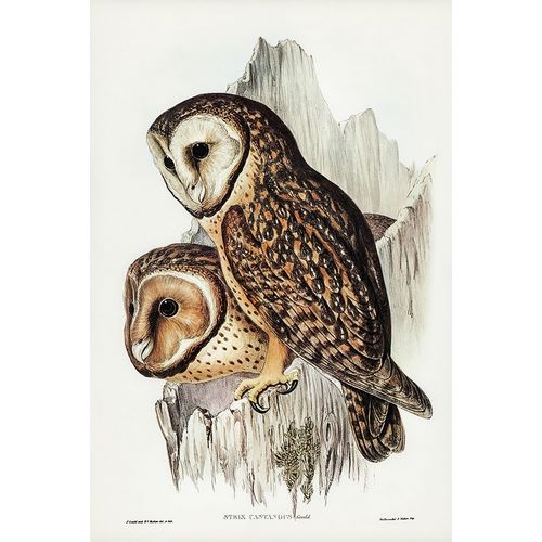 Gould, John 작가의 Chestnut-faced Owl-Strix castanops 작품