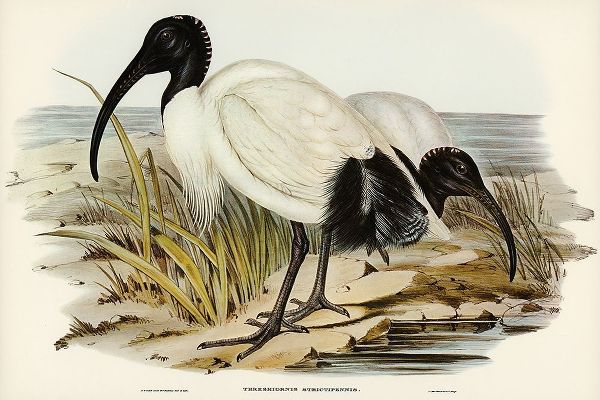 Gould, John 작가의 White Ibis-Threskiornis strictipennis 작품
