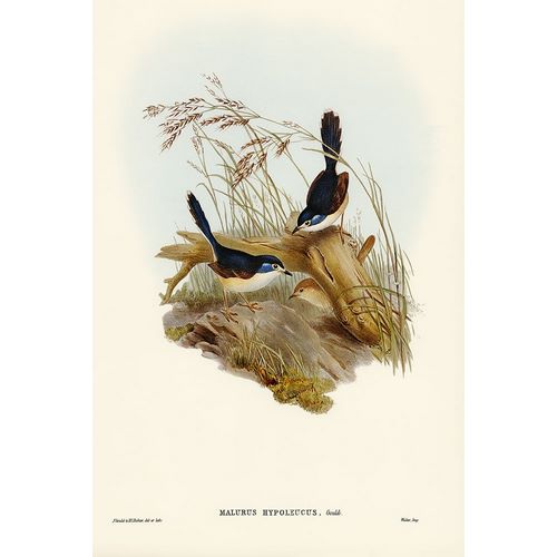 Gould, John 작가의 Fawn-breasted Superb Warbler-Malurus hypoleucus 작품