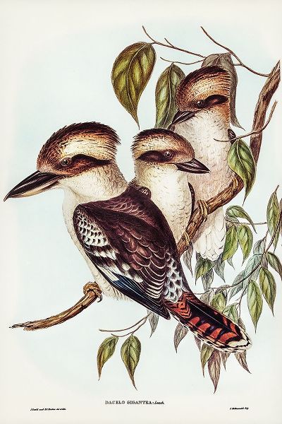 Gould, John 작가의 Great Brown Kingfisher-Dacelo gigantic 작품