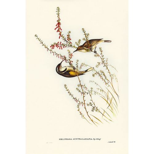 Gould, John 작가의 Tasmanian Honey-eater-Meliphaga Australasiana 작품
