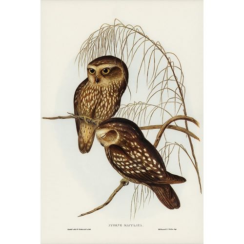 Gould, John 작가의 Spotted Owl-Athene maculate 작품