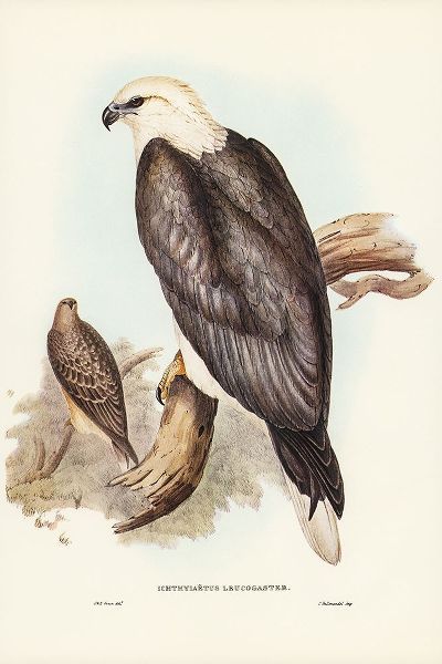 Gould, John 작가의 White-bellied Sea Eagle-Ichthyiaetus leucosternus 작품