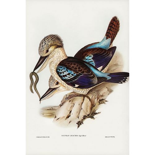 Gould, John 작가의 Leach’s Kingfisher-Dacelo Leachii 작품
