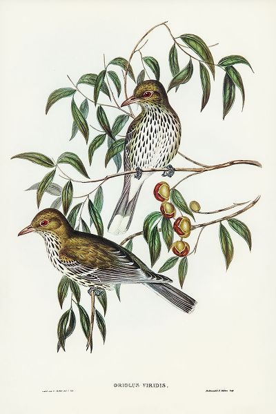 Gould, John 작가의 New South Wales Oriole-Oriolus viridis 작품