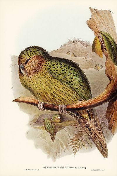 Gould, John 작가의 Kakapo-Strigops habroptius 작품