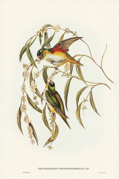Gould, John 작가의 Porphyry-crowned Lorikeet-Trichoglossus Porphyrocephalus 작품