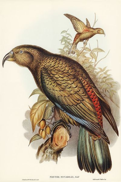 Gould, John 작가의 Kea Parrot-Nestor notabilis 작품