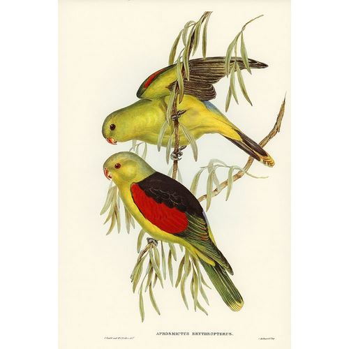Gould, John 작가의 Red-winged Lory-Aprosmictus erythropterus 작품