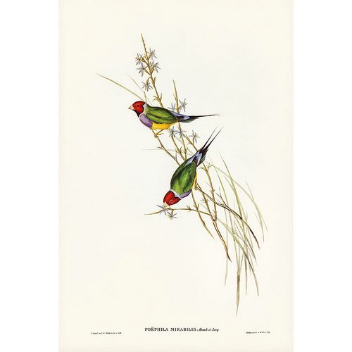Gould, John 작가의 Beautiful Grass Finch-Poephila mirabilis 작품