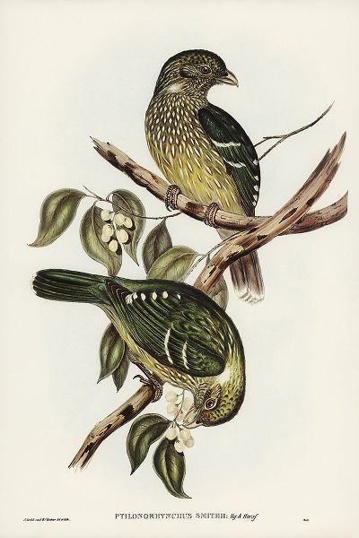 Gould, John 작가의 Cat Bird-Ptilonorhynchus Smithii 작품