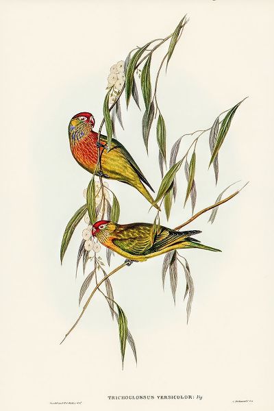 Gould, John 작가의 Varied Lorikeet-Trichoglossus versicolor 작품