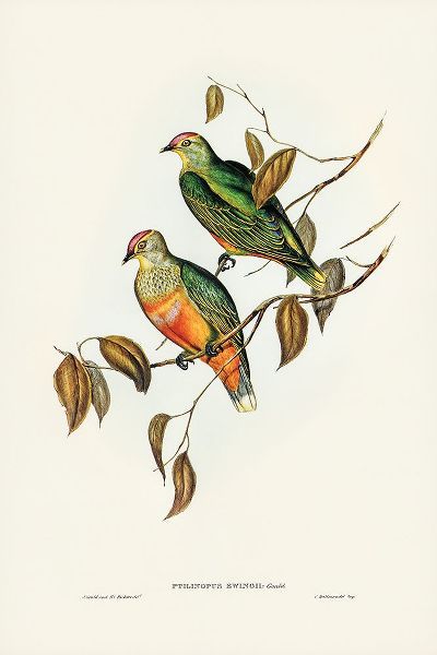Gould, John 작가의 Ewings Fruit Pigeon-Ptilinopus Ewingii 작품