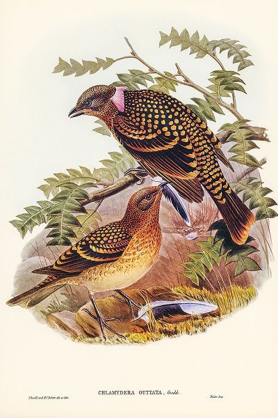 Gould, John 작가의 Guttated Bower-bird-Chlamydera guttata 작품