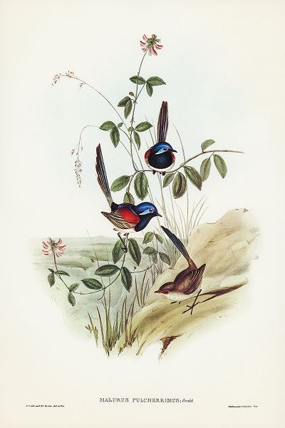 Gould, John 작가의 Beautiful Wren-Malurus pulcherrimus 작품