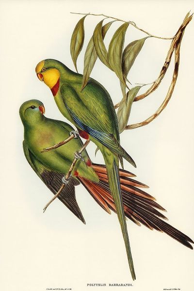 Gould, John 작가의 Black-tailed Parakeet-Polytelis melanura 작품