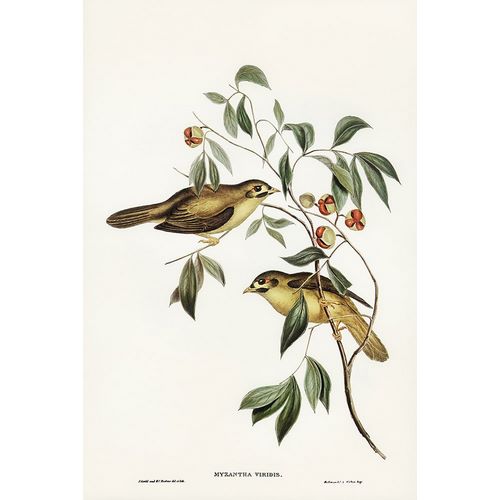 Gould, John 작가의 Australian Bell Bird-Myzantha melanophrys 작품