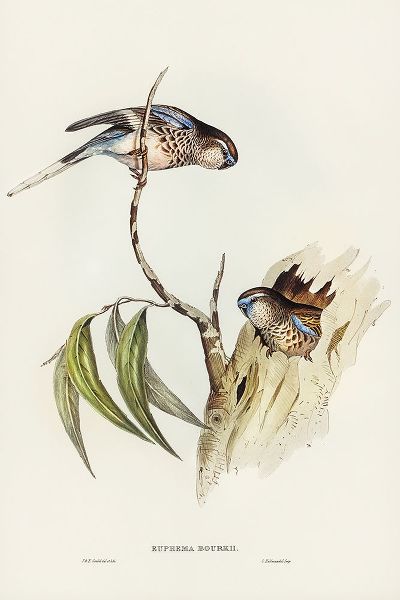 Gould, John 작가의 Boukes Grass-Parakeet-Euphema Bourkii 작품